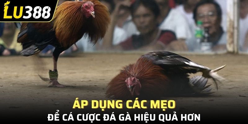 Áp dụng các mẹo để cá cược đá gà hiệu quả hơn