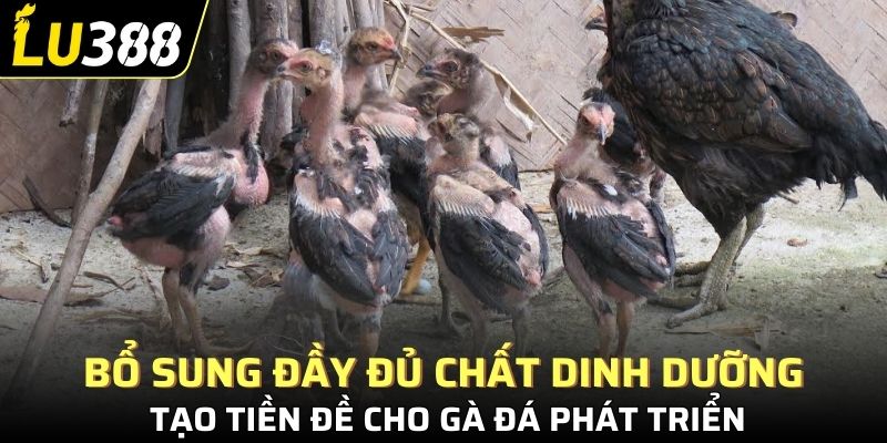 Bổ sung đầy đủ chất dinh dưỡng tạo tiền đề cho gà đá phát triển