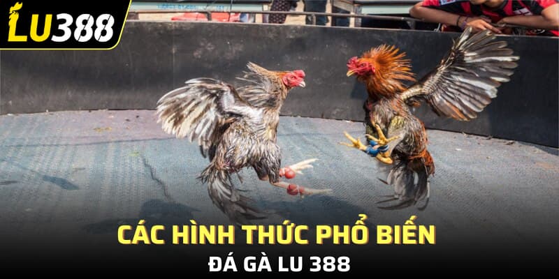 Các hình thức phổ biến đá gà Lu 388