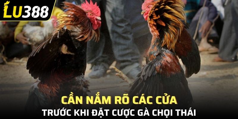 Cần nắm rõ các cửa trước khi đặt cược gà chọi Thái