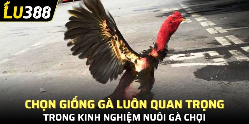 Chọn giống gà luôn là tiêu chí đầu tiên trong kinh nghiệm nuôi gà đá