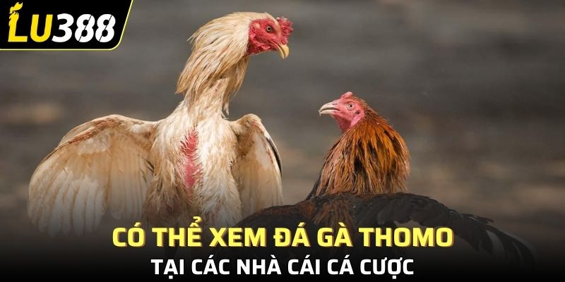 Có thể xem đá gà Thomo tại các nhà cái cá cược