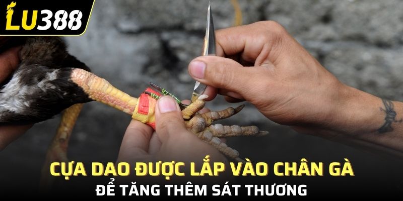 Cựa dao được lắp vào chân gà để tăng thêm sát thương