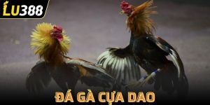đá gà cựa dao
