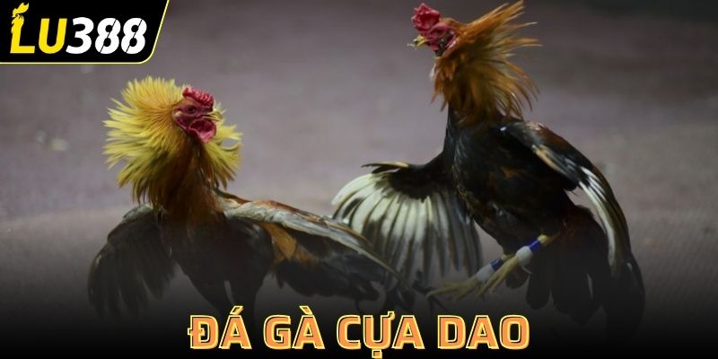 đá gà cựa dao