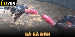 đá gà đòn
