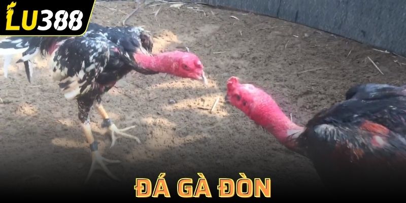 đá gà đòn