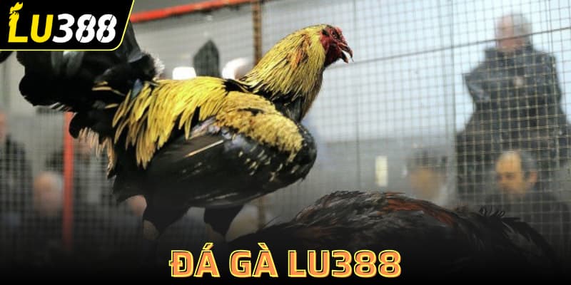 đá gà Lu388