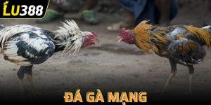 Đá gà mạng