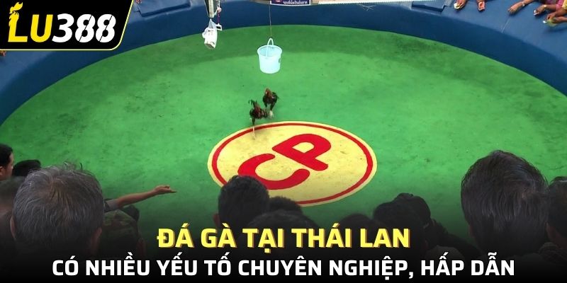 Đá gà tại Thái Lan có nhiều yếu tố chuyên nghiệp, đảm bảo hấp dẫn