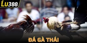 Đá gà Thái