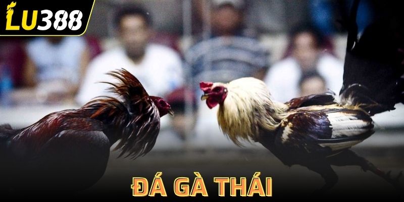 Đá gà Thái