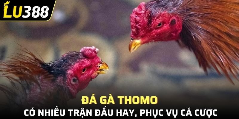 Đá gà Thomo có nhiều trận đấu hay, phục vụ cá cược