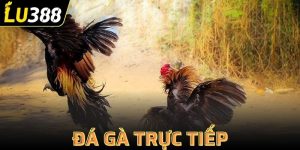 đá gà trực tiếp