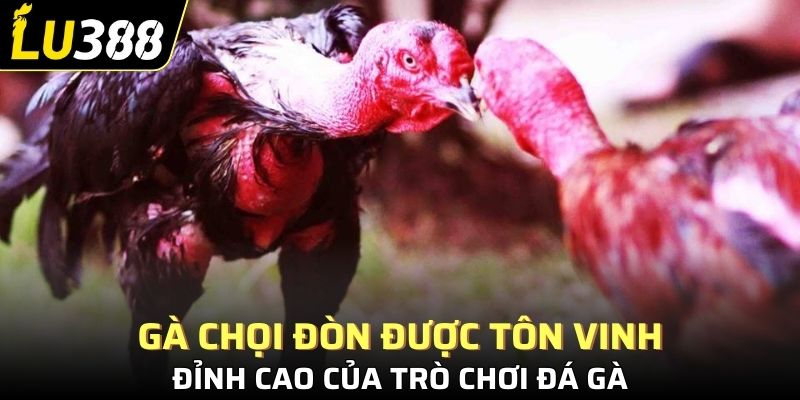 Gà chọi đòn được tôn vinh là đỉnh cao của trò chơi đá gà