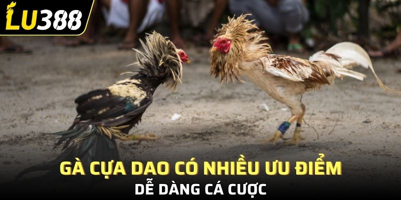 Gà cựa dao có nhiều ưu điểm, dễ dàng cá cược