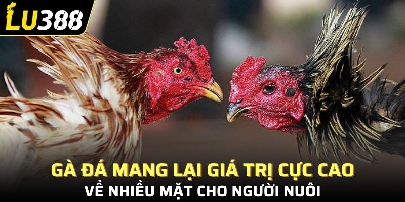 Gà đá mang lại giá trị cực cao về nhiều mặt cho người nuôi