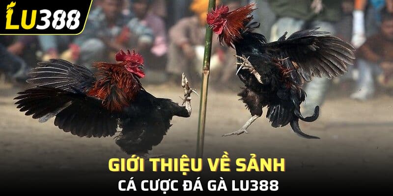 Giới thiệu về sảnh cá cược đá gà Lu388
