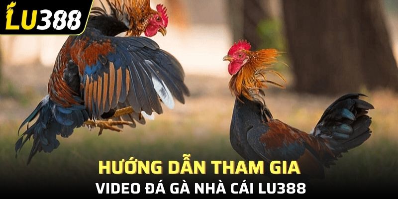 Hướng dẫn tham gia video đá gà nhà cái Lu388