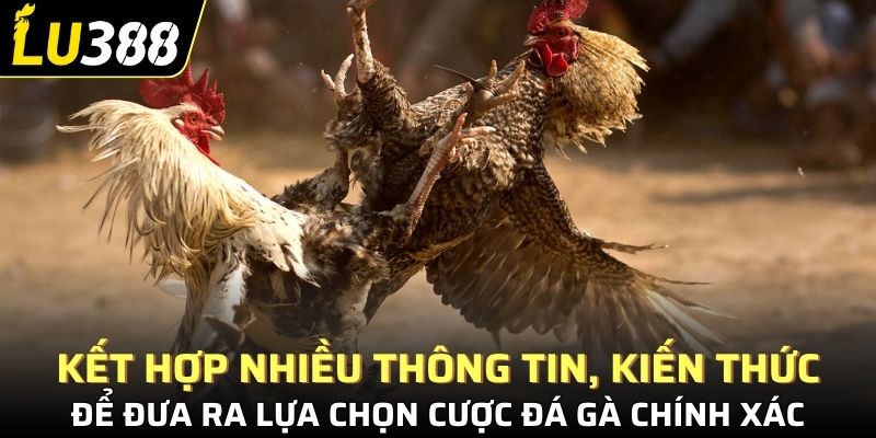 Kết hợp nhiều thông tin, kiến thức để đưa ra lựa chọn cược đá gà chính xác