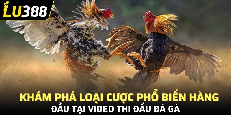 Khám phá loại cược phổ biến hàng đầu tại video thi đấu đá gà