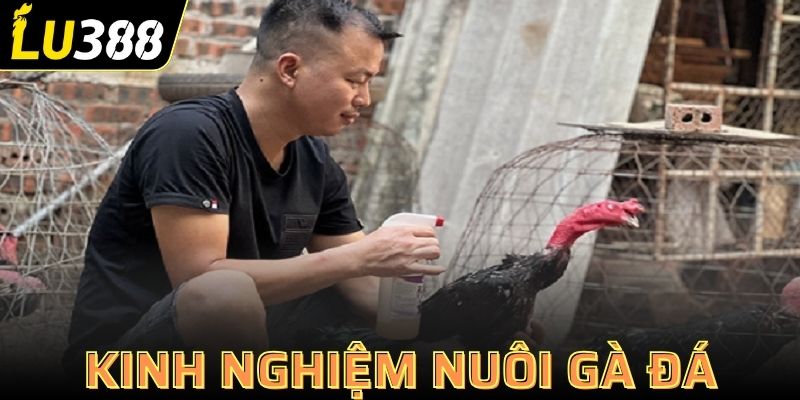 Kinh nghiệm nuôi gà đá