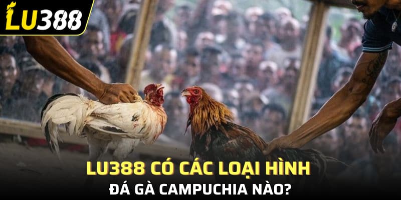 Lu388 có các loại hình đá gà Campuchia nào?