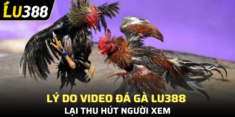 Lý do video đá gà Lu388 lại thu hút người xem