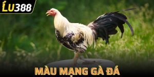màu mạng gà đá