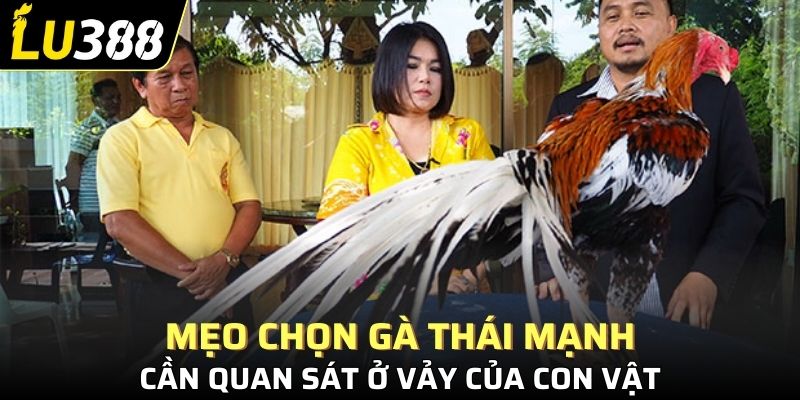 Mẹo chọn gà Thái mạnh cần quan sát ở vảy của con vật