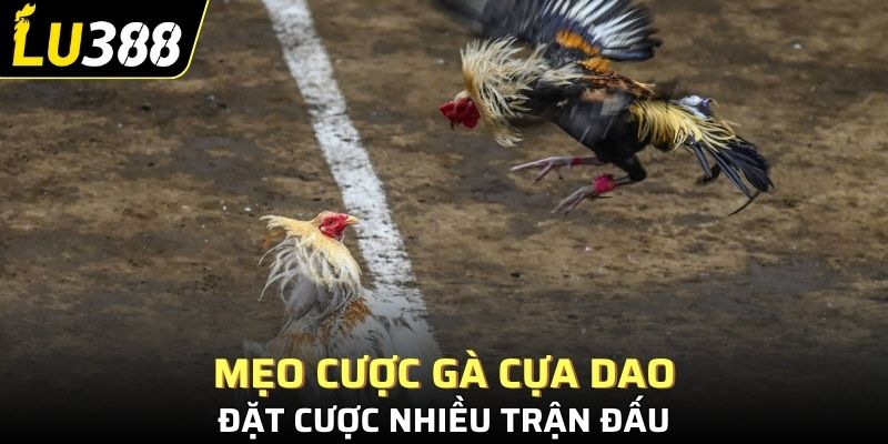 Mẹo cược gà cựa dao là hãy cược nhiều trận đấu