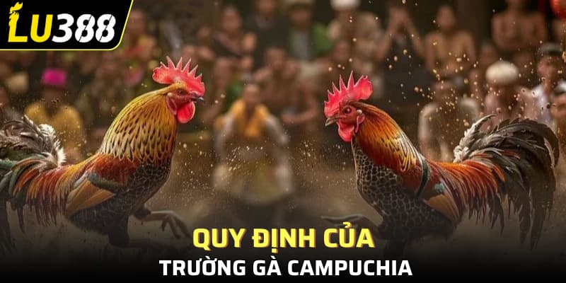 Quy định của trường đấu gà Campuchia