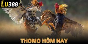 Thomo hôm nay