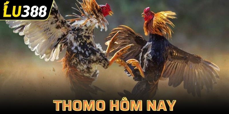 Thomo hôm nay