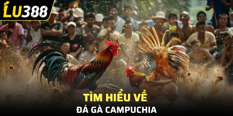Tìm hiểu về đá gà campuchia