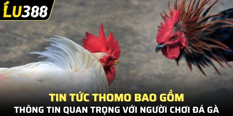 Tin tức Thomo bao gồm những thông tin quan trọng với người chơi đá gà