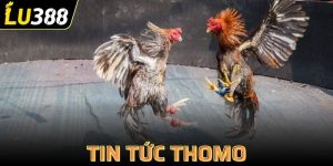 tin tức Thomo
