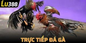 trực tiếp đá gà