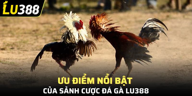 Ưu điểm nổi bật của sảnh cược đá gà Lu388