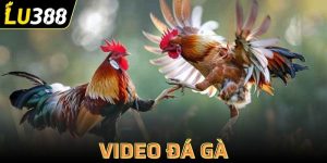 Video đá gà
