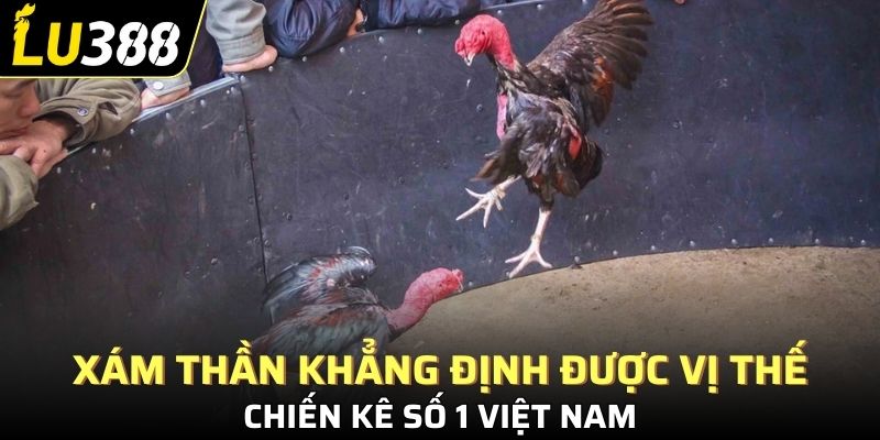 Xám Thần khẳng định được vị thế là chiến kê số 1 Việt Nam