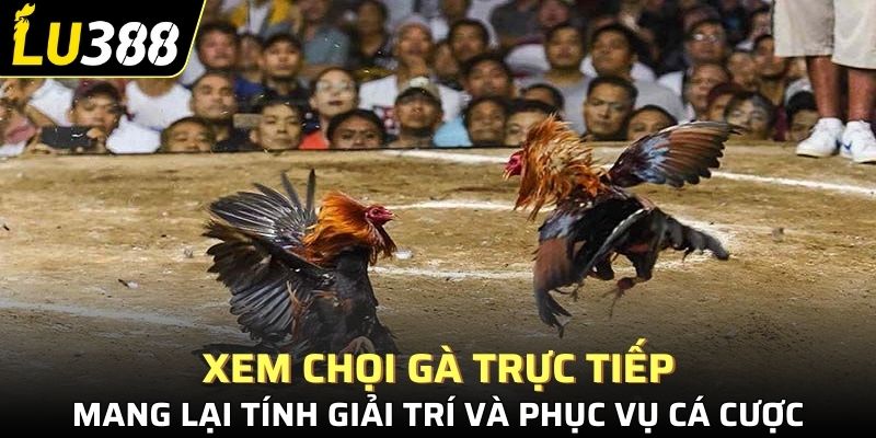Xem chọi gà trực tiếp mang lại tính giải trí và phục vụ cá cược